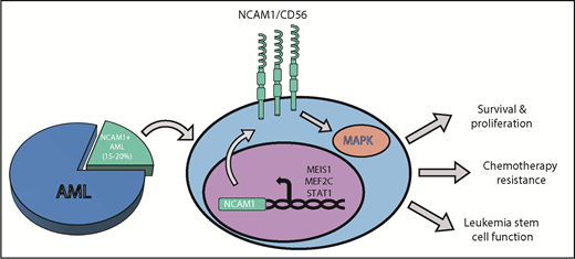 NCAM1/CD56 supports chemotherapy resistance and leukemia cell function in AML. The expression of the membrane surface protein NCAM1 or CD56 (NCAM1/CD56) is elevated in approximately 15% to 20% of AML cases. NCAM1 transcription is regulated by a series of transcription factors such as MEIS1, MEF2C, or STAT1. Once expressed and activated on the surface of AML cells, NCAM1 activates the MAPK (MAP-kinase) signaling cascade to promote cell survival and proliferation, resistance to conventional AML chemotherapies, and leukemia stem cell function.