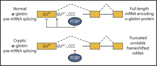 Top panel shows that normal α-globin splicing is favored and cryptic splicing is suppressed when polyC-binding proteins are bound at the C-rich element downstream of exon 1. Proper splicing generates a full-length mRNA that encodes α-globin. The bottom panel depicts cryptic splicing that frequently occurs when polyC-binding proteins fail to bind. The resulting transcript cannot encode α-globin because the truncation of exon 1 will alter the translational reading frame and induce nonsense-mediated decay of the RNA. CCC, C-rich sequence; GUcr, cryptic splice site in exon 1; GUWT, normal splice site at the boundary between exon 1 and intron 1.