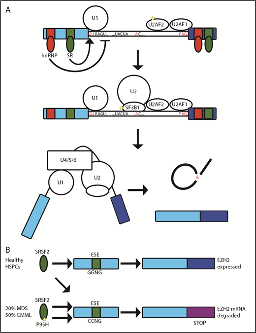 Figure 1. SF3B1, SRSF2, and U2AF function in splicing. (A) The U1 small nuclear ribonucleoprotein (snRNP) and U2AF initially bind to the 5′′ and 3′′ splice sites, respectively. This is followed by binding of the SF3B-containing U2 snRNP and, subsequently, assembly of a multiprotein complex (including U4, U5, and U6 snRNPs) known as the “spliceosome,” which then leads to excision of the intervening intron. Further sequences within exons and introns act as splicing enhancer or silencer elements and are bound by proteins, such as hnRNPs and SR proteins (eg, SRSF2). These RBPs allow splicing to be controlled in a tissue-developmental stage– and stimulus-specific manner. (B) SRSF2 binds equally to GGNG and CCNG exonic splicing enhancers (ESE) to allow expression of EZH2 in healthy HSPCs. In MDS/chronic myelomonocytic leukemia, the P95H mutation of SRSF2 has preferential binding to the CCNG ESE, giving rise to a splice variant of EZH2 including an exon with a premature stop codon that is degraded by NMD.