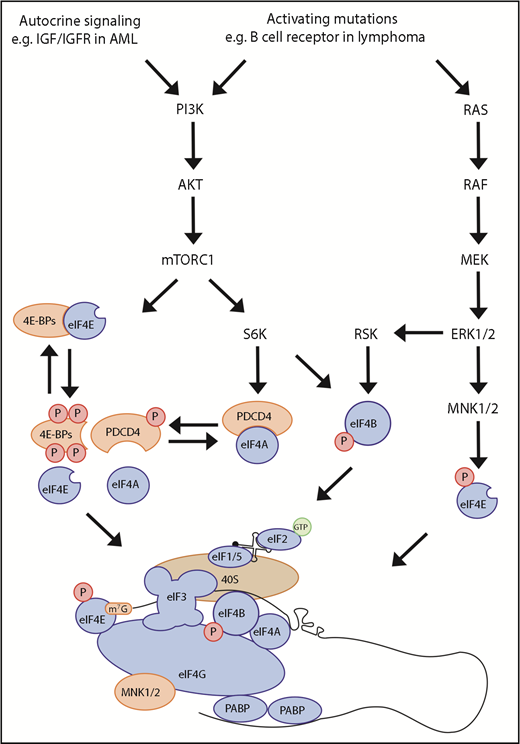 Figure 2. Signaling to cap-dependent translation initiation. Cap-dependent translation can be controlled through activation of the PI3K-mTOR and MAPK pathways. Binding of eIF4E and eIF4G is required for eIF4F function and translation of many mRNAs; however, this can be inhibited by eIF4E-binding protein (4E-BP). mTORC1 controls the binding of 4E-BP to eIF4E through phosphorylation of 4E-BP. Furthermore, mTORC1 can control the availability of eIF4A through activation of S6K1/2, which phosphorylates PDCD4, releasing eIF4A. Mitogen-activated protein kinase-interacting kinase 1/2, which is bound by eIF4G, can also regulate translation by phosphorylating eIF4E. The PI3K-mTOR and MAPK pathways converge to phosphorylate eIF4B, a cofactor of eIF4A, leading to increased eIF4A activity.