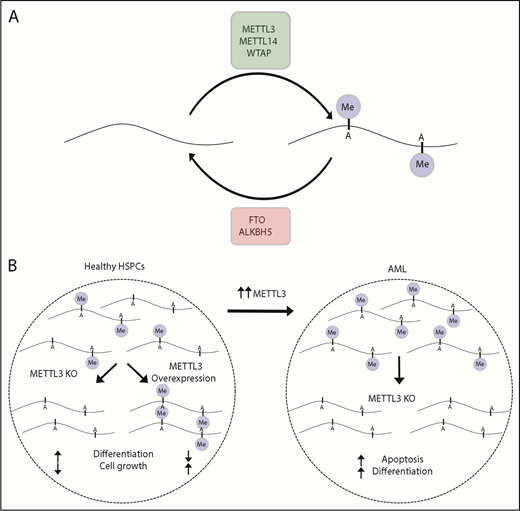 Figure 3. m6A mRNA methylation control and dysregulation in AML. (A) The amount of m6A mRNA methylation in a cell is determined by the activities of methyltransferases (METTL3 and METTL14) and demethylases (eg, FTO and ALKBH5). (B) In healthy HSPCs, knockout of METLL3 reduces methylation, increases differentiation, and reduces cell growth, whereas increased METTL3 has the opposite effect. AML cells frequently have increased METTL3 and increased methylation. In AML, knockout of METTL3 leads to increased differentiation and apoptosis.