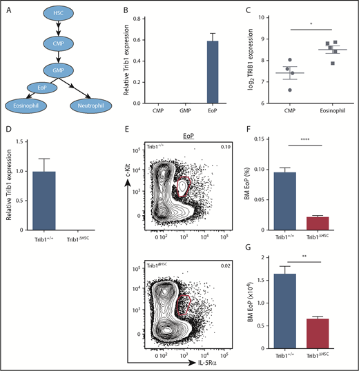 Figure 1. Trib1 expression increases with eosinophil commitment and is required for EoP homeostasis. (A) Model of eosinophil and neutrophil development from the HSC including the EoP. (B) Trib1 expression in sorted CMP, GMP, and EoP from WT C57BL/6 mice relative to 18s, normalized to Trib1+/+ neutrophils; representative of 3 experiments. (C) Relative expression of TRIB1 in human CMP and eosinophils (obtained from the differentiation map data set20) using BloodSpot.65 (D) qPCR from Trib1+/+ and Trib1ΔHSC whole BM assayed for Trib1 expression relative to 18s, normalized to Trib1+/+ BM; representative of 3 experiments. (E) Representative plots of BM EoP, gated on live, lineage−CD34+ cells. Frequency of live cells (F) and absolute number (G) of BM EoP; n = 4 mice per group, representative of 2 experiments. *P = .0131; **P = .0013; ****P < .0001; unpaired Student t test. Frequencies and error bars are mean ± standard error of the mean (SEM) of live cells.