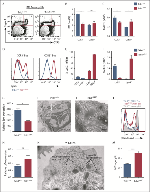 Figure 2. Ly6G+ eosinophils are expanded in Trib1-deficient BM. (A) Representative plots of eosinophils in the BM from Trib1+/+ and Trib1ΔHSC mice, gated on live, CD11b+ cells. Frequency of live cells (B) and absolute number of eosinophils (C) in the BM from Trib1+/+ and Trib1ΔHSC mice; n = 24 mice per group, pooled from 7 experiments. (D) Representative histogram of Ly6G expression by SiglecF+CCR3− (left) and SiglecF+CCR3+ (right) eosinophils, Trib1+/+ (blue), Trib1ΔHSC (red). (E) Percentage of CCR3− and CCR3+ eosinophils expressing Ly6G. (F) Absolute number of BM CCR3+ eosinophils by Ly6G expression; n = 11-12 mice per group pooled from 4 experiments. (G) Epx and (H) Ltf expression in sorted BM CCR3+ eosinophils (SiglecF+CCR3+F4/80+CD11b+) relative to 18s and normalized to Trib1+/+ neutrophils; n = 2 mice per group, representative of 4 experiments. *P < .0232; **P < .0084; ****P < .0001; unpaired Student t test. (I-J) Representative electron micrographs of sorted BM CCR3+ eosinophils show typical eosinophil-specific granules (boxed areas in panels I and J) with a centrally located crystalloid electron dense core in both Trib1+/+ (I) and Trib1ΔHSC (J) eosinophils. (K) The cytoplasm of Trib1-deficient eosinophils also contains numerous round and smaller structures similar to neutrophil-specific granules. Representative of 2 experiments with a total of 75 electron micrographs evaluated. (L) Phagocytosis assay using pHrodo red-labeled Escherichia coli bioparticles with whole BM gated on Trib1+/+ neutrophils (filled gray), Trib1+/+ CCR3+ eosinophils (blue), and Trib1ΔHSC CCR3+ eosinophils (red). (M) Quantification of pHrodo red expression by CCR3+ BM eosinophils; n = 7 mice per group, pooled from 3 experiments. *P < .0232; **P < .0084; ****P < .0001; unpaired Student t test. Frequencies and error bars are mean ± SEM of live cells. N, nucleus; ns, not significant.