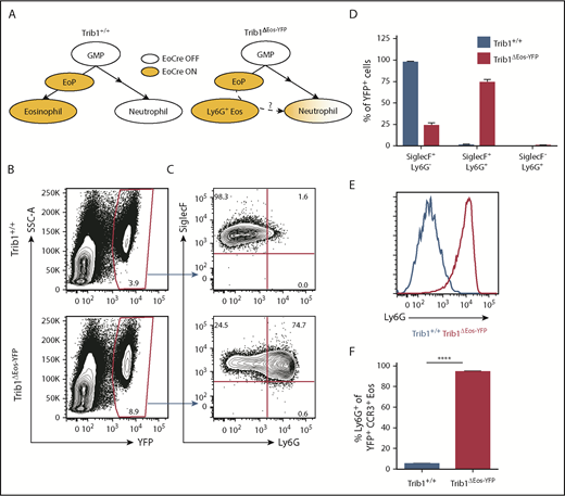 Figure 3. Trib1-deficient Ly6G+ eosinophils are a stable population that does not transition to other lineages. (A) Model of fate-tracking EoCre-mediated deletion of Trib1, and hypothesis of a full transition of Ly6G+ eosinophils from Trib1ΔEos BM to neutrophils. (B) Representative plots of BM from Trib1+/+ or Trib1ΔEos-YFP mice, gated on live cells. (C) Representative plots of YFP+ BM cells gated on live, YFP+ cells. (D) Distribution of YFP+ cells by SiglecF and Ly6G expression, as a fraction of YFP+ BM cells; n = 3 mice per group, representative of 4 experiments. (E) Representative histogram of Ly6G expression on YFP+SiglecF+CCR3+ cells, Trib1+/+ (blue), Trib1ΔEos-YFP (red). (F) Frequency of Ly6G expression on YFP+SiglecF+CCR3+ cells; n = 11 mice per group, pooled from 4 experiments. ****P < .0001; unpaired Student t test. Frequencies and error bars are mean ± SEM of live cells. SSC-A, side scatter area.