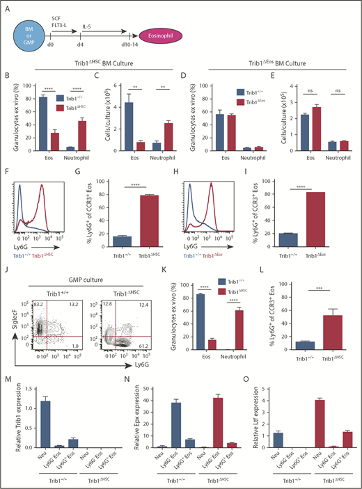 Figure 5. Trib1 represses the neutrophil (Neu) program ex vivo. (A) Schematic of ex vivo eosinophil differentiation assay. Frequency of live cells (B) and day 10 cell output (C) using Trib1+/+ or Trib1ΔHSC BM. Frequency: n = 5 mice per group, pooled from 3 experiments; cell output: n = 3 wells per group, representative of 4 experiments. Frequency of live (D) cells and day 10 cell output (E) using Trib1+/+ or Trib1ΔEos BM. Frequency: n = 3 mice per group, representative of 6 experiments; cell output: n = 3 wells per group, representative of 5 experiments. (F) Representative histogram of Ly6G expression on SiglecF+CCR3+ eosinophils from Trib1+/+ (blue) or Trib1ΔHSC (red) IL-5 cultures. (G) Frequency of Ly6G expression on SiglecF+CCR3+ cells at day 10; n = 3 mice per group, representative of 4 experiments. (H) Representative histogram of Ly6G expression on SiglecF+CCR3+ eosinophils from Trib1+/+ (blue) or Trib1ΔEos (red) IL-5 cultures. (I) Frequency of Ly6G expression on SiglecF+CCR3+ cells; n = 3 mice per group, representative of 6 experiments. Eosinophils gated CD11b+SiglecF+CCR3+; neutrophils gated CD11b+Ly6G+SiglecF−. (J) Representative plots of day 10 IL-5 cultures of sorted GMPs from Trib1+/+ and Trib1ΔHSC mice, gated on live, CD11b+ cells. (K) Quantification of Ly6G expression on SiglecF+CCR3+ cells at day 10 of IL-5 GMP culture; n = 3-5 wells per genotype, representative of 2 experiments. (L) Quantification of granulocyte output at day 10 IL-5 culture of sorted GMPs; n = 3-5 wells per genotype, representative of 2 experiments. qPCR analysis of sorted neutrophils (CD11b+Ly6G+SiglecF−), and Ly6G− and Ly6G+ eosinophils (CD11b+SiglecF+CCR3+) from day 10 IL-5 culture of Trib1+/+ and Trib1ΔHSC BM for Trib1 (M), Epx (N), and Ltf (O), relative to 18s, normalized to Trib1+/+ neutrophils; n = 3, representative of 2 experiments. **P < .0084; ***P = .0002; ****P < .0001; unpaired Student t test. Frequencies and error bars are mean ± SEM of live cells. SCF, stem cell factor.
