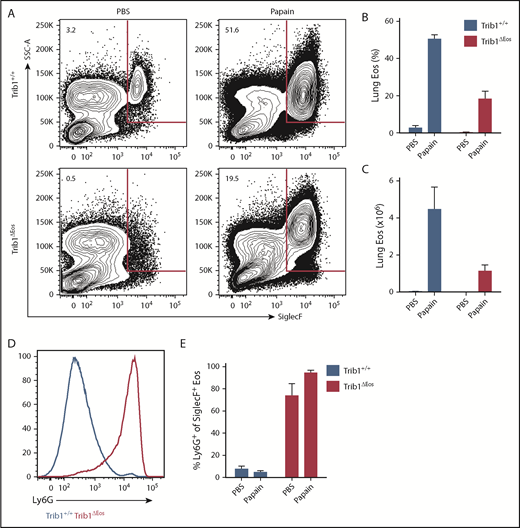 Figure 6. Partial rescue of Trib1-deficient eosinophil mobilization in response to type 2 lung inflammation. Mice were treated for 5 days with intranasal PBS or 30 μg of papain. (A) Representative plots of lung leukocytes gated on live, CD45+CD11bhiCD11c−. Frequency of live cells (B) and absolute number (C) of lung eosinophils gated on live, CD45+CD11bhiCD11c−SiglecF+ cells. (D) Representative histogram of Ly6G expression by lung eosinophils gated live, CD45+CD11bhiCD11c−SiglecF+, Trib1+/+ (blue), Trib1ΔEos (red). (E) Fraction of lung eosinophils expressing Ly6G; n = 3 mice per group, representative of 2 experiments. Frequencies and error bars are mean ± SEM of live cells.