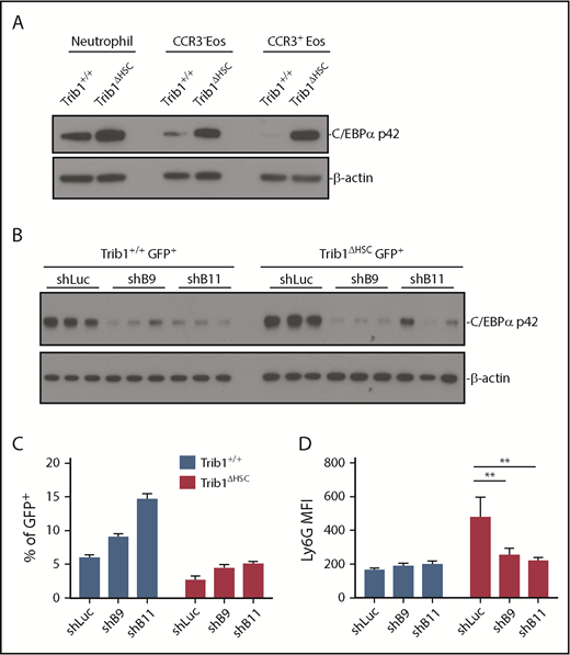 Figure 7. Trib1 regulates C/EPBα levels to control eosinophil identity. (A) C/EBPα immunoblot analysis of sorted neutrophils (CD11b+Ly6G+SiglecF−F4/80−), and CCR3− and CCR3+ eosinophils (CD11b+SiglecF+F4/80+) from the BM of Trib1+/+ and Trib1ΔHSC mice; β-actin is the loading control. Representative of 2 experiments. (B) C/EBPα immunoblot analysis of sorted GFP+ BM cells from mice transplanted with shRNA-transduced BM cells, 9 weeks after transplantation with β-actin as a loading control. shLuc control targets firefly luciferase; shB9 and shB11 target Cebpa. Sorted GFP+ cells from 3 representative mice are shown. Representative of 2 experiments. (C) Percentage of GFP+ cells expressing control or C/EBPα shRNAs B9 or B11 cells expressing SiglecF with surface expression of SiglecF. Representative of 2 experiments. (D) Mean fluorescence intensity (MFI) of Ly6G expression on BM eosinophils (GFP+CD11b+SiglecF+) expressing either control or C/EBPα shRNAs B9 or B11; n = 4-5 mice per group, representative of 2 experiments. **P < .0052, 2-way analysis of variance with multiple comparisons. Frequencies and error bars are mean ± SEM of GFP+ cells.