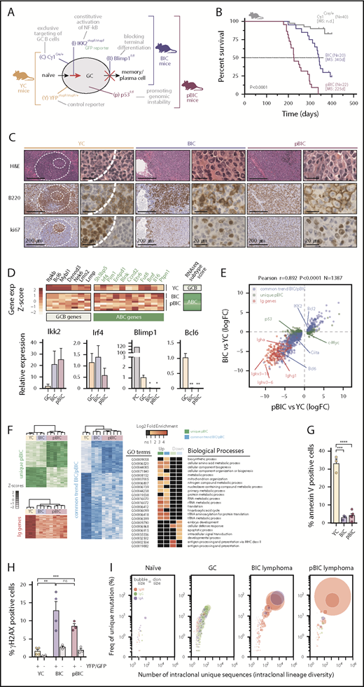 Figure 1. Conditional deletion of p53 cooperates with constitutive canonical NF-κB and Blimp1 loss in ABC-DLBCL lymphomagenesis. (A) Schematic diagram of the mutant mice and targeted B-cell functions used in this study. YC controls, YFPstopF/+Cγ1Cre/+; BIC, Blimp1F/FIKK2castopF/stopFCγ1Cre/+; pBIC, p53F/FBIC. (B) Overall survival of control or multilesion mice. (C) Representative immunohistochemical staining of hematoxylin and eosin, B220 and ki67 to label proliferating B cells in normal splenic GCs and murine diffuse B-cell lymphomas. Scale bars, 200 or 20 μm, as indicated. (D) RNA-seq gene expression classifier distinguishes ABC-DLBCL subtype in the murine lymphomas, which is confirmed by qRT-PCR of FACS-sorted reporter-positive normal GCBs or PCs, and lymphoma B cells (n≥3 animals). Relative values are normalized to GCB expression levels. (E) Scatter plot of differentially expressed genes (N = 1387) as measured by RNA-seq from GFP+/YFP+ reporter splenic B cells, showing log2 fold-changes in lymphoma relative to normal GCBs (n ≥ 3 animals). Genes were stratified and colored according to whether they were found in both lymphoma models or differentially expressed in the more aggressive pBIC model. (F) Heat maps of gene expression levels (left) and gene ontology (GO) analysis (right) for the categories of differentially expressed genes stratified in panel E. (G) Comparative percentages of apoptotic cells within reporter-positive control or lymphoma cells. (H) Comparative percentages of reporter-positive B cells that are positive for γH2AX by intracellular FACS. Gray bars represent YFP/GFP-negative normal cells from the same tumors. (I) Bubble plot illustrating the enrichment of VDJ-IgH clonal groups within reporter-positive murine control or lymphoma cells that accumulate unique somatic mutations (y-axis) in intraclonally diverse V sequences (x-axis). Bubble sizes represent the abundance of clonal barcoded single-molecule, and therefore clon size, whereas colors indicate the dominant isotype.