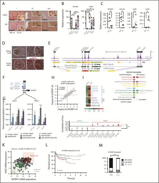 Aberrant coexpression of FOXP1 and AID characterizes NF-κB-driven murine and human ABC-DLBCL. (A) Representative immunohistochemical staining of FOXP1 (nuclear) and AID (cytoplasmic) in normal splenic GCs and lymphomas. Scale bars, 200 μm or 10 μm at insets. (B) Expression analysis by qRT-PCR of FACS-sorted reporter-positive normal resting or GCBs, and lymphoma B cells (n5 animals). Relative values were normalized to resting or GCB expression levels for mFoxp1 or mAID, respectively. (C) Expression analysis by qRT-PCR of paired NBC or GCBs magnetically sorted from human tonsils or FACS sorted from normal murine spleens (n4). Relative values are normalized to endogenous levels h/mGAPDH. (D) Representative images of inverse correlation of FOXP1 and AID expression in reactive human tonsil or murine spleen examined by IHC, using combined labeling of anti-FOXP1 (brown) and anti-AID (red). Scale bars, 200 μm; magnification, ×20. (E) ChIP-seq data from OCI-Ly1 cells showing enrichment of FOXP1 on the hAID locus. Distribution of FOXP1 occupancy is overlapped with chromatin-state models predicted by ENCODE ChromHMM from GM12878 (human B lymphoblastoid) or CH12 (mouse B-cell lymphoma) cells, and with the predicted conserved mAID gene locus according to Genome Browser comparison of hg19 and mm9 sequence data. Black boxes on top indicate genomic regions (R1-4) associated with transcriptional regulation of AID expression. (F) Comparison of hFOXP1 ChIP-seq peaks at intronic region 2 of the hAID locus observed here in OCI-Ly1 cells or previously in other GCB-DLBCL or ABC-DLBCL cell lines (GSE69009). (G) Validation of FOXP1 occupancy at AID intronic peaks and measured by ChIP-qPCR in human OCI-Ly1 DLBCL cells, as well as in resting or activated murine cells (ie, CH12 lymphoma cells and primary magnetically sorted CD19+ splenic cells). CIT, combination of anti-CD40 plus IL-4 and TNF-β; LPS, lipopolysaccharides. (H) Scatter plot of gene expression array data from OCI-Ly1 cells showing average log2 fold-changes (n = 3 replicates) in the expression of FOXP1-bound genes (according to ChIP-seq data from OCI-LY1) relative to scramble control after FOXP1 silencing with 2 different siRNAs. (I) Heat map of average fold-changes (n = 3 replicates) in the expression of FOXP1 and AID relative to scramble control after siRNA-mediated silencing of FOXP1 in DLBCL cell lines and in CIT-activated CH12 cells. (J) Forest graph plot of Pearson r coefficients measuring the correlation of hFOXP1 and hAID expression in previously published GSE series. (K) Scatter plot of FOXP1 and AID gene expression array data from R-CHOP-treated patients with DLBCL (n = 233, GSE10846). Median expression levels for FOXP1 (223287_s_at) and AID (219841_at) are indicated and were used as cutoff values for patient stratification. (L) Overall survival of R-CHOP-treated patients with DLBCL stratified by FOXP1/AID expression levels in panel K. (M) Distribution of COO-based subtypes in the FOXP1/AID HiHi and LoLo expression DLBCL subgroups stratified in panel K. COO subtypes were defined by expression signatures and were available in metadata from GSE10846. (N) Scatter plot of FOXP1 and AID protein expression data as measured by IHC scoring from CHOP-treated patients with DLBCL (n = 112). Median IHC scores are indicated and were used as cutoff values for patient stratification. (O) Overall survival of CHOP-treated patients with DLBCL stratified by FOXP1/AID IHC scores in panel N. (P) Distribution of COO-based subtypes in the FOXP1/AID HiHi and LoLo expression DLBCL subgroups stratified in panel N. COO subtypes were defined by the Hans IHC algorithm. HiHi, FOXP1highAIDhigh; LoLo, FOXP1lowAIDlow; NBC, naive B cells; UNC, unclassified.