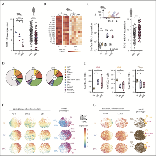Figure 3. Decreased MHC-II gene expression and immune checkpoint deregulation cooperate with ABC-DLBCL genetic hallmarks to promote immune evasion. (A) Comparative gene expression levels of the MHC-II transactivator CIITA in GFP+/YFP+ reporter murine B cells from control or tumoral spleens (left) and human DLBCL (right, GSE10846). (B) Heat map of gene expression levels for MHC-II genes (KEGG pathway mmu04612) in GFP+/YFP+ reporter murine B cells from control or tumoral spleens. (C) Representative FACS histograms and comparative levels of surface PD-L1 in GFP+/YFP+ reporter murine B cells (left), and PD-L1 gene expression levels in human DLBCL (right, GSE10846). (D) Pie charts showing average percentages (n = 4 animals) of different immune cells in the control or tumoral spleens. (E) Comparative percentages of different T-cell populations in the control or tumoral spleens of indicated mice. (F-G) Multidimensional depiction by t-SNE of surface marker levels in aggregated total CD8+ T cells (dots) from control or tumoral spleens (n = 4 animals). Expression by FACS of coinhibitory and exhaustion markers (F) or activation and differentiation markers (G) were overlaid onto the overall t-SNE maps. Interpretation of the overall phenotype for each CD8+ T cell is color coded and annotated as nonexhausted (nEx; PD-1negLAG-3neg2B4neg), exhausted (Ex; PD-1hi), hyperexhausted cells that coexpress multiple inhibitory receptors besides PD-1 (hEx), naive (N; CD44lowCD62L+), central memory (CM; CD44highCD62L+), and effector or effector memory (E/EM; CD44highCD62Lneg). Percentages indicate average abundance of CD8+ T cells with the different exhaustion/differentiation phenotypes in YC control spleens or BIC/pBIC lymphomas.