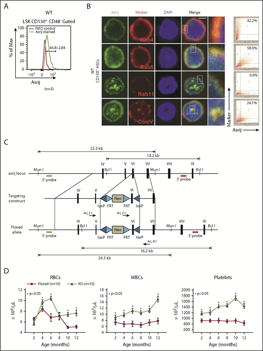 asrij KO mice develop a myeloproliferative disorder. (A) Flow cytometric detection of Asrij expression in LT-HSCs (LSK CD150+CD48−). Percentage of LT-HSCs positive for Asrij is detailed in the histogram overlay. Mean fluorescent intensity values for “FMO control” = 232 and “Asrij stained” = 506 (n = 3 wild-type mice). (B) HSCs (LSK CD150+) were immunostained with antibodies against Asrij (green), various endosome (Rab4, Rab5, Rab11), and mitochondrial (CoxIV) markers (red) and DAPI to mark nuclei (blue). Insets show magnified view of the boxed region. Graphs indicate extent of colocalization in a single confocal plane. Bar represents 2 µm (n = 30 cells from 3 wild-type mice). (C) Schematic showing strategy for generation of floxed allele of asrij at exon 6. Black rectangles, exons; blue triangles, loxP sites; light blue triangles, frt sites; lime green rectangles, neomycin cassette; 5′ probe and 3′ probe, probes for Southern blotting; black arrows, genotyping primers (Arj_F1, Arj_F2, and Arj_R1). (D-P) Floxed and KO cells were analyzed in all cases and are indicated in red and light green, respectively. (D) Graphs show change in PB cell counts (red blood cells, WBCs, and platelets) of floxed (red circles) and KO (green triangles) mice from 2 to 12 months of age. Statistically significant differences determined using repeated measures ANOVA are indicated (n = 10 mice per genotype). (E) Representative flow cytometry plots to show the frequency of Lin− cells, LKs, and LSKs at 6 months of age (n = 7 mice per genotype). (F) Graphs showing frequency of LKs and LSKs within BM and their absolute number per femur and tibia (n = 7 mice per genotype). (G) Flow cytometric analysis of the frequencies of LT-HSCs, ST-HSCs, and MPPs at 6 months of age, identified using SLAM markers CD150/CD48 (n = 7 mice per genotype). (H-I) Graphs showing frequency of LT-HSCs, ST-HSCs, MPP2, and MPP3 within LSK and their absolute number per femur and tibia (n = 7 mice per genotype). (J) Flow cytometric analysis of CMPs, GMPs, and MEPs at 6 months of age (n = 3 mice per genotype). (K-L) Graphs showing frequency of CMPs, GMPs, MEPs and common lymphoid progenitors within BM and their absolute number per femur and tibia (n = 3 mice per genotype). (M) Graph representing frequency of BM CD11b+ and CD19+ subpopulations at 6 months of age (n = 3 mice per genotype). (F,H,I,K,L,M) Statistically significant differences for determined using ANOVA: single factor analysis are indicated. (N) Hematoxylin and eosin staining of BM sections from 2-month-old mice. Right panels show magnified view of the boxed area. Arrow points to osteolytic lesions in KO bone (n = 3 mice per genotype). Bar represents 1 mm. (O) Graph showing change in spleen weight across different age groups. Representative spleen images are shown above the respective age groups. Bar represents 0.5 cm or 1 cm, as indicated (n > 7 mice per genotype). Bars denote standard error of mean. *P < .05, **P < .01, ***P < .001. LK, LIN−c-Kit+Sca-1−; LSK, LIN−c-Kit+Sca-1+.