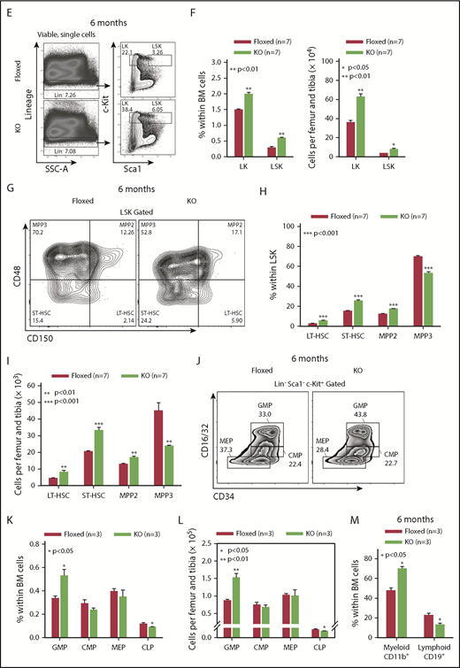asrij KO mice develop a myeloproliferative disorder. (A) Flow cytometric detection of Asrij expression in LT-HSCs (LSK CD150+CD48−). Percentage of LT-HSCs positive for Asrij is detailed in the histogram overlay. Mean fluorescent intensity values for “FMO control” = 232 and “Asrij stained” = 506 (n = 3 wild-type mice). (B) HSCs (LSK CD150+) were immunostained with antibodies against Asrij (green), various endosome (Rab4, Rab5, Rab11), and mitochondrial (CoxIV) markers (red) and DAPI to mark nuclei (blue). Insets show magnified view of the boxed region. Graphs indicate extent of colocalization in a single confocal plane. Bar represents 2 µm (n = 30 cells from 3 wild-type mice). (C) Schematic showing strategy for generation of floxed allele of asrij at exon 6. Black rectangles, exons; blue triangles, loxP sites; light blue triangles, frt sites; lime green rectangles, neomycin cassette; 5′ probe and 3′ probe, probes for Southern blotting; black arrows, genotyping primers (Arj_F1, Arj_F2, and Arj_R1). (D-P) Floxed and KO cells were analyzed in all cases and are indicated in red and light green, respectively. (D) Graphs show change in PB cell counts (red blood cells, WBCs, and platelets) of floxed (red circles) and KO (green triangles) mice from 2 to 12 months of age. Statistically significant differences determined using repeated measures ANOVA are indicated (n = 10 mice per genotype). (E) Representative flow cytometry plots to show the frequency of Lin− cells, LKs, and LSKs at 6 months of age (n = 7 mice per genotype). (F) Graphs showing frequency of LKs and LSKs within BM and their absolute number per femur and tibia (n = 7 mice per genotype). (G) Flow cytometric analysis of the frequencies of LT-HSCs, ST-HSCs, and MPPs at 6 months of age, identified using SLAM markers CD150/CD48 (n = 7 mice per genotype). (H-I) Graphs showing frequency of LT-HSCs, ST-HSCs, MPP2, and MPP3 within LSK and their absolute number per femur and tibia (n = 7 mice per genotype). (J) Flow cytometric analysis of CMPs, GMPs, and MEPs at 6 months of age (n = 3 mice per genotype). (K-L) Graphs showing frequency of CMPs, GMPs, MEPs and common lymphoid progenitors within BM and their absolute number per femur and tibia (n = 3 mice per genotype). (M) Graph representing frequency of BM CD11b+ and CD19+ subpopulations at 6 months of age (n = 3 mice per genotype). (F,H,I,K,L,M) Statistically significant differences for determined using ANOVA: single factor analysis are indicated. (N) Hematoxylin and eosin staining of BM sections from 2-month-old mice. Right panels show magnified view of the boxed area. Arrow points to osteolytic lesions in KO bone (n = 3 mice per genotype). Bar represents 1 mm. (O) Graph showing change in spleen weight across different age groups. Representative spleen images are shown above the respective age groups. Bar represents 0.5 cm or 1 cm, as indicated (n > 7 mice per genotype). Bars denote standard error of mean. *P < .05, **P < .01, ***P < .001. LK, LIN−c-Kit+Sca-1−; LSK, LIN−c-Kit+Sca-1+.