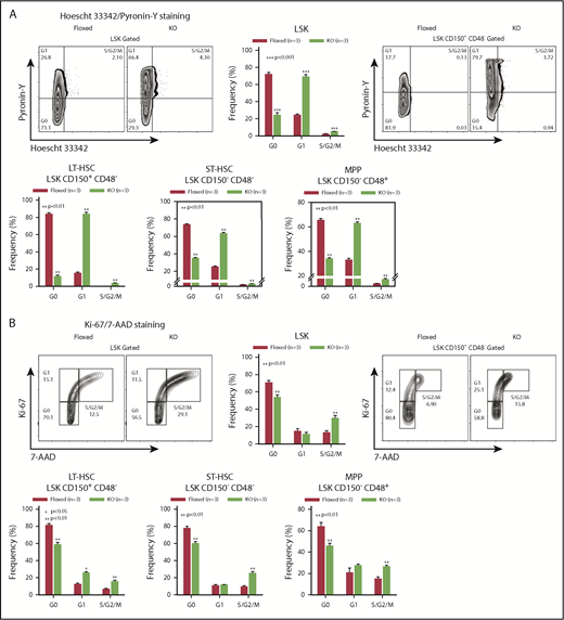 Asrij depletion significantly reduces quiescence and increases proliferation of HSCs. Floxed and KO cells were analyzed in all cases and are indicated in red and light green, respectively. (A) Representative Hoescht 33342/Pyronin-Y flow cytometric plots and graphs showing the cell-cycle distribution of HSPCs, LT-HSCs, ST-HSCs, and MPPs (n = 3 mice per genotype). (B) Cell proliferation analysis using Ki-67/7-AAD staining of HSPCs, LT-HSCs, ST-HSCs, and MPPs (n = 3 mice per genotype). (C) Representative images of OP9-HSPC cocultures showing colonies (red arrows) formed by HSPC (LSK-CD34− and LSK-CD34+) subpopulations. Bar represents 50 µm. Graphs quantify number of colonies formed and number of cells/colony (n = 3 mice per genotype). (D) Flow cytometric analysis and quantification of the HSPC frequencies in spleen and PB (n = 4 mice per genotype). CFU-C assay to test the differentiation potential of (E) BM cells and (F) splenocytes harvested from 6-mo-old mice under erythromyeloid promoting conditions (n = 3 mice per genotype). (E) Graphs show relative distribution of total, BFU-E, CFU-GM, and CFU-granulocyte/erythroid/macrophage/megakaryocyte colonies scored based on their morphology and colony diameter. (F) Graphs show colony percentage and colony diameter of CFU-GMs formed by splenocytes. Statistically significant differences identified using ANOVA: single factor analysis are indicated. Error bars denote standard error of mean. *P < .05 and **P < .01.