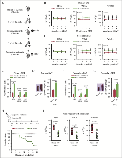 Asrij depletion results in increased repopulation ability and affects hematopoietic recovery from stress. Floxed and KO cells were compared in all cases and are indicated in red and light green, respectively. (A) Schematic representation of the transplantation study. A total of 5 × 106 BM cells harvested from 6-month-old (CD45.2+) asrij floxed or KO mice were injected into lethally irradiated (9.5 Gy) 2-month-old CD45.1 mice. These CD45.1 mice (primary transplants) were analyzed for PB cell counts at monthly intervals. Four months after transplantation, 1 × 106 BM cells harvested from the primary transplants were injected into another set of lethally irradiated (9.5 Gy) CD45.1 recipients (secondary transplants), which were similarly analyzed. (B-G) Outcome of serial BMT assayed by analysis of (B,E) PB cell counts (n = 10 mice per genotype) at monthly intervals after transplant, (C,F) HSPC frequencies (n = 3 mice per genotype), and (D,G) spleen weights (n = 3 mice per genotype) at 4 months posttransplant. Mice that received KO BM had significantly increased WBC and platelet counts, HSPC frequencies and spleen weights than those that received asrij floxed BM. (D,G) Bar represents 1 cm. Statistically significant differences for PB cell counts, identified using repeated measures ANOVA, and for HSPC frequencies and spleen weights, identified using ANOVA: single factor analysis, are indicated. (H) Kaplan-Meier survival analysis of 2-month-old mice stressed with sublethal dosage of γ irradiation (6.5 Gy, n = 10 mice per genotype). ***P < .001, generalized Wilcoxon test. (I) PB cell count analysis after irradiation (n = 10 mice per genotype). (J) Flow cytometric analysis and quantification of HSPC frequencies after irradiation (n = 3 mice per genotype). (K) Representative Ki-67/7-AAD flow cytometric plots and quantification showing the cell-cycle distribution of HSCs after irradiation (n = 3 mice per genotype). (L) Kaplan-Meier survival analysis of 2-month-old mice stressed with 5-FU, weekly, for 3 weeks (150 mg/kg of mouse body weight, n = 10 mice per genotype). *P < .05, generalized Wilcoxon test. (M) PB cell count analysis after 5-FU treatment shows significantly reduced WBCs in KO mice as compared with floxed controls (n = 10 mice per genotype). Statistically significant differences for (I-K) identified using ANOVA: single factor analysis and for (M) identified using repeated measures ANOVA are indicated. Black arrow, time of stress administration to mice. Error bars denote standard error of mean. *P < .05, **P < .01, and ***P < .001.