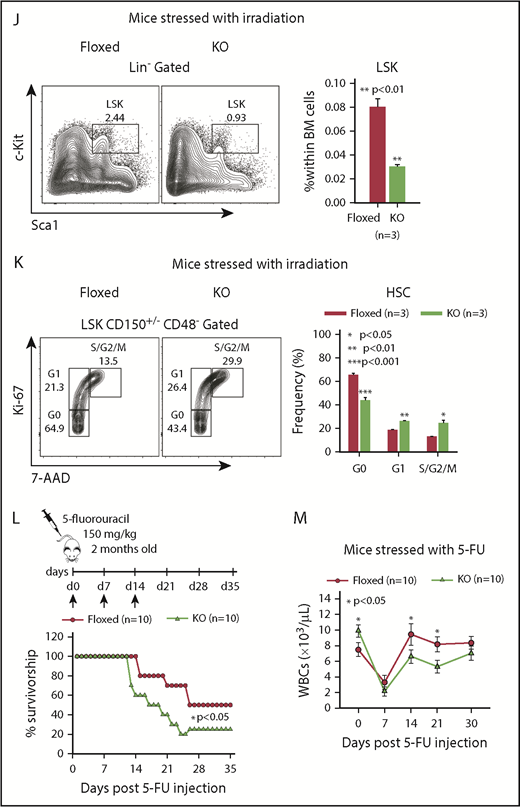Asrij depletion results in increased repopulation ability and affects hematopoietic recovery from stress. Floxed and KO cells were compared in all cases and are indicated in red and light green, respectively. (A) Schematic representation of the transplantation study. A total of 5 × 106 BM cells harvested from 6-month-old (CD45.2+) asrij floxed or KO mice were injected into lethally irradiated (9.5 Gy) 2-month-old CD45.1 mice. These CD45.1 mice (primary transplants) were analyzed for PB cell counts at monthly intervals. Four months after transplantation, 1 × 106 BM cells harvested from the primary transplants were injected into another set of lethally irradiated (9.5 Gy) CD45.1 recipients (secondary transplants), which were similarly analyzed. (B-G) Outcome of serial BMT assayed by analysis of (B,E) PB cell counts (n = 10 mice per genotype) at monthly intervals after transplant, (C,F) HSPC frequencies (n = 3 mice per genotype), and (D,G) spleen weights (n = 3 mice per genotype) at 4 months posttransplant. Mice that received KO BM had significantly increased WBC and platelet counts, HSPC frequencies and spleen weights than those that received asrij floxed BM. (D,G) Bar represents 1 cm. Statistically significant differences for PB cell counts, identified using repeated measures ANOVA, and for HSPC frequencies and spleen weights, identified using ANOVA: single factor analysis, are indicated. (H) Kaplan-Meier survival analysis of 2-month-old mice stressed with sublethal dosage of γ irradiation (6.5 Gy, n = 10 mice per genotype). ***P < .001, generalized Wilcoxon test. (I) PB cell count analysis after irradiation (n = 10 mice per genotype). (J) Flow cytometric analysis and quantification of HSPC frequencies after irradiation (n = 3 mice per genotype). (K) Representative Ki-67/7-AAD flow cytometric plots and quantification showing the cell-cycle distribution of HSCs after irradiation (n = 3 mice per genotype). (L) Kaplan-Meier survival analysis of 2-month-old mice stressed with 5-FU, weekly, for 3 weeks (150 mg/kg of mouse body weight, n = 10 mice per genotype). *P < .05, generalized Wilcoxon test. (M) PB cell count analysis after 5-FU treatment shows significantly reduced WBCs in KO mice as compared with floxed controls (n = 10 mice per genotype). Statistically significant differences for (I-K) identified using ANOVA: single factor analysis and for (M) identified using repeated measures ANOVA are indicated. Black arrow, time of stress administration to mice. Error bars denote standard error of mean. *P < .05, **P < .01, and ***P < .001.