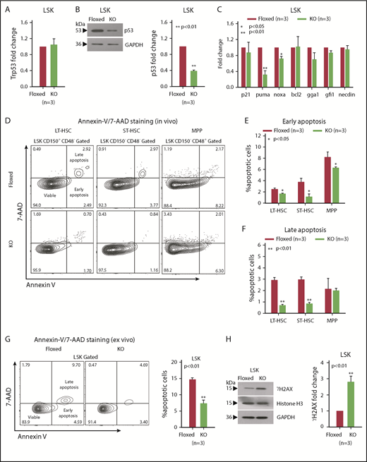 Figure 4. asrij KO HSPCs have reduced p53 protein levels and increased DNA damage. Floxed and KO cells from 2-month-old mice were compared in all cases (unless mentioned otherwise) and are indicated in red and light green, respectively. (A) RT-qPCR analysis for p53 transcript levels and (B) immunoblot analysis for p53 protein levels in HSPCs. (C) RT-qPCR analysis for p21, puma, noxa, bcl2, gga1, gfi1, and necdin transcript levels in HSPCs. (D-G) Representative Annexin V/7-AAD flow cytometry plots and graphs showing significantly reduced percentages of early and late apoptotic cells in 6-month-old KO HSPCs compared with floxed controls, both in vivo and ex vivo after short-term culture. (H) Immunoblot analysis for ϒH2AX protein levels to assess DNA damage in HSPCs. Histone H3 and GAPDH: loading controls. (A-H) n = 3 mice per genotype for each experiment. Statistically significant differences in transcript and protein levels were determined using ANOVA: single factor analysis. Error bars denote standard error of mean. *P < .05 and **P < .01. GAPDH, glyceraldehyde-3-phosphate dehydrogenase; RT-qPCR, reverse transcription quantitative polymerase chain reaction.