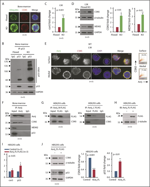Figure 5. Asrij interacts with and regulates CSN5 to maintain p53 levels in the BM. (A-D) Floxed and KO cells from 2-month-old mice were compared in all cases and are indicated in red and light green, respectively. (A) Immunostaining shows increased accumulation of polyubiquitinated proteins in KO BM cells compared with floxed controls (n = 30 cells from 3 mice per genotype). Maximum intensity projection of confocal microscopy images. (B) IP of endogenous p53 from whole BM shows increased levels of polyubiquitinated p53 in KO compared with asrij floxed. (C) RT-qPCR analysis for csn5 transcript levels in HSPCs (n = 3 mice per genotype). (D) Immunoblot analysis and quantification of CSN5 and MDM2 levels in HSPCs (n = 3 mice per genotype). (E) Surface and medial confocal planes of the same cell showing localization of Asrij (green) and CSN5 (red) in HSPCs (n = 30 cells from 3 mice per genotype). White dotted line marks the cell boundary. Plots show percent colocalization in surface and medial planes. (F) IP of endogenous Asrij in BM lysates from 2-month-old mice shows interaction with CSN5 but not with MDM2 or p53. (G-J) Lysates from HEK293 cells expressing FLAG-tagged Asrij constructs. (G) Asrij N- and C-terminal fragments were subjected to FLAG IP and probed for interaction with CSN5. At least 2 independent IP experiments were performed with similar results. (H-J) Asrij_FL-FLAG expressing cells (H) validated for FLAG expression by immunoblotting (n = 3), and for CSN5, MDM2, and p53 (I) transcript (J) and protein expression, as indicated. (A,E) Nuclei stained with DAPI (blue) and bars represent 2 µm. Statistically significant differences in transcript and protein levels determined using ANOVA: single factor analysis are indicated. Error bars denote standard error of mean. *P < .05, **P < .01 and ***P < .001. IP, immunoprecipitation.