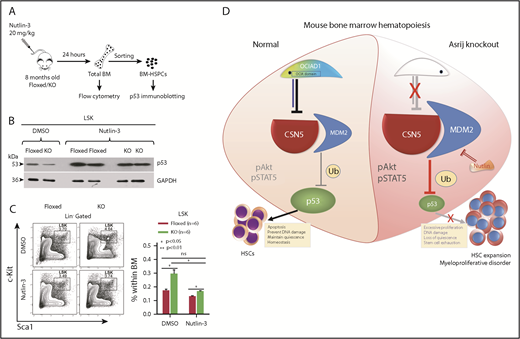 Figure 6. Nutlin-3 treatment activates p53 and corrects the aberrant HSPC expansion of asrij KO mice. (A) Schematic showing protocol followed for Nutlin-3 treatment of mice and their subsequent analyses. Eight-month-old asrij floxed and KO mice were injected intraperitoneally with 20 mg/kg of Nutlin-3 and then analyzed for p53 activation by immunoblotting and HSPC frequencies by flow cytometry. (B) Immunoblot analysis of HSPCs shows increased wtp53 levels in Nutlin-3 treated mice compared with DMSO-treated controls in floxed and KO genotypes (n = 4 per genotype). Loading control: GAPDH. (C) Representative flow cytometry plots and graph show that Nutlin-3 reduces the increased HSPC frequencies observed in KO mice to near control levels (n = 6 per genotype). (D) Model representing mechanism of action of Asrij that regulates HSC quiescence. Blue solid line indicates protein interaction. Statistically significant differences in HSPC frequencies determined using ANOVA: single factor analysis are indicated. Error bars denote standard error of mean. *P < .05 and ***P < .001.