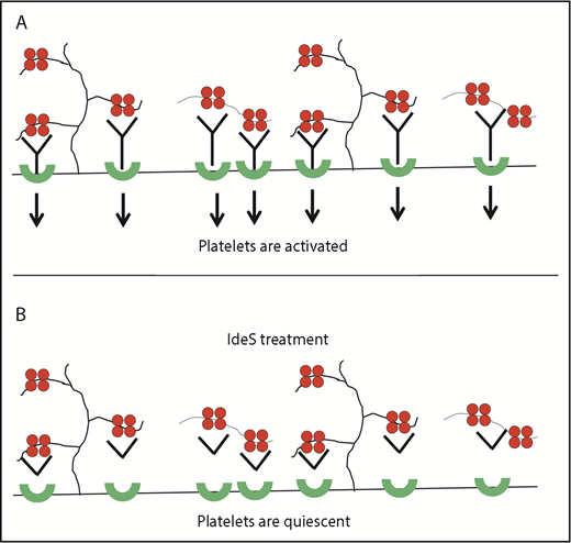 Impact of IdeS treatment on HIT antibody-mediated platelet activation. (A) HIT antibodies cause platelet activation by binding to epitopes exposed on PF4 (red tetramers) complexed with heparin (black squiggle) or platelet surface glycosaminoglycans (black, shown branching from surface proteoglycans). Once bound, the constant portion of these antibodies (Fc) binds to and activates the platelet IgG receptor, FcγRIIA (in green), resulting in platelet activation. (B) IdeS-treated antibodies are able to maintain binding to their target via the F(ab′)2 portion, but given the lack of the Fc domain, are unable to bind to FcγRIIA and activate platelets.