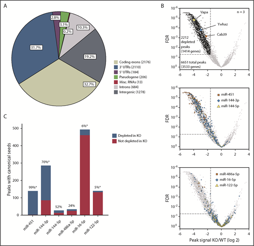 Figure 3. miR-144/451 recruits Ago to thousands of erythroid mRNAs. (A) Genomic locations of 6651 Ago HITS-CLIP peaks for all miRNAs. (B) Fold change (x-axis) of Ago HITS-CLIP peak signals in miR-144/451 KO vs WT erythroblasts. The dotted line indicates more than threefold depletion in KO erythroblasts at FDR ≤ 0.05. The top volcano plot highlights KO-depleted HITS-CLIP peaks in black and 3 established miR-451 targets in color. The middle panel highlights peaks containing canonical seed matches to miR-144 or miR-451. The bottom panel highlights peaks containing canonical seed matches to 3 abundant miRNAs that are expressed normally in KO cells. (C) The number of peaks containing canonical seeds for the miRNAs depicted in panel B with the percentage depleted in KO erythroblasts indicated above each bar. *P < .0001 by the χ2 test. Misc., miscellaneous.