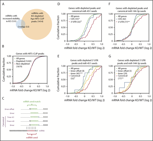 Figure 4. Most mRNAs bound by miR-144/451-Ago are not repressed. (A) Overlap between mRNAs with altered stability and/or Ago binding in KO erythroblasts. (B) Cumulative distribution function (CDF) plot showing fold change in mRNA abundance between KO and WT FL erythroblasts for 1243 mRNAs with KO-depleted HITS-CLIP peaks and 1879 mRNAs with nondepleted peaks. (C) Nucleotide complementarity patterns between miRNA seed sequences and their target mRNAs. (D) Effects of peak location in CDS vs 3′ UTR on mRNAs with KO-depleted peaks containing canonical miR-451 seed matches. (E) Effects of canonical vs 6-mer and 6-mer-offset miR-451 seed matches on KO-depleted peaks mapping to 3′ UTRs. (F) Effects of peak location (CDS vs 3′ UTR) on mRNAs with KO-depleted peaks containing canonical miR-144-3p seed matches. (G) Effects of canonical vs 6-mer and 6-mer-offset miR-144-3p seed matches on KO-depleted peaks mapping to 3′ UTRs. *P < .05, **P < .01, ***P < .001, †P < 10−6 by the Kolmogorov-Smirnov test. All other curves are not significantly different compared with all genes.