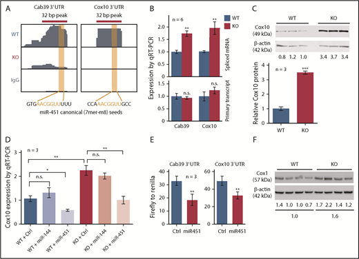 Figure 5. miR-451 represses Cox10 in FL erythroblasts. (A) Ago HITS-CLIP signals in the 3′ UTRs of Cab39 (a known miR-451 target) and Cox10 mRNAs in WT and miR-144/451 KO erythroblasts. The RNA sequences are shown with canonical seed matches in red. (B) Expression of Cab39 and Cox10 spliced mRNA and primary transcripts in WT and KO FL erythroblasts. (C) Western blot showing Cox10 protein expression in WT and KO FL erythroblasts (3 biological replicates). Bar graphs indicate relative expression normalized to β-actin. (D) Cox10 mRNA quantified by qRT-PCR in WT and KO FL erythroblasts following transduction with retroviral vectors expressing control, miR-144, or miR-451. (E) Firefly luciferase activity normalized to Renilla luciferase activity in 3′ UTR reporter assay. 293T cells were transfected with plasmid vectors encoding a Firefly luciferase reporter fused to the 3′ UTR of Cox10 or Cab39 mRNA along with constitutively active plasmid vectors encoding miR-451 or a control nontargeting microRNA and Renilla luciferase. Luciferase activity was measured at 48 hours. (F) Western blot showing Cox1 protein in WT and KO FL erythroblasts. Cox1 is a mitochondrial complex IV protein that is stabilized by Cox10. Numbers below indicate relative expression normalized to β-actin. Bar graphs show mean plus or minus SEM. *P < .05, **P < .01, ***P < .001.