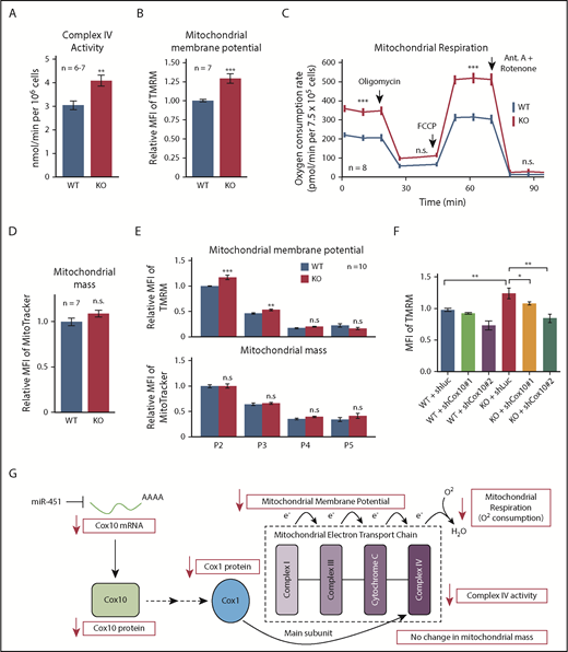 Figure 6. miR-451 represses mitochondrial respiration during erythropoiesis. (A) Mitochondrial complex IV activity in WT and KO FL erythroblasts. (B) Mitochondrial membrane potential in WT and KO FL erythroblasts measured by flow cytometry quantification of TMRM uptake. (C) Mitochondrial respiration in WT and KO FL erythroblasts measured by cellular OCR at baseline and after treatment with various inhibitors. The OCR prior to addition of oligomycin depicts basal respiration, after oligomycin depicts proton leak, and after carbonyl cyanide-4 (trifluoromethoxy) phenylhydrazone (FCCP) depicts maximal respiratory capacity. Antimycin (Ant.) A plus rotenone arrests all mitochondrial respiration. (D) Mitochondrial mass measured by flow cytometry quantification of MitoTracker uptake. (E) Flow cytometry analysis of mitochondrial membrane potential and mitochondrial mass in WT and KO FL erythroblasts at specific developmental stages. Bar graphs show mean fluorescent intensity (MFI) of mitochondrial dyes TMRM (membrane potential) and MitoTracker (mass). (F) Effect of Cox10 knockdown on mitochondrial membrane potential in WT and KO FL erythroblasts measured by flow cytometry quantitation of TMRM dye. Short hairpin RNA (shRNA) targeting Luciferase is used as a control. Bar graphs show mean plus or minus SEM for data from the indicated number (n) of biological replicates. *P < .05, **P < .01, ***P < .001. (G) Proposed mechanism through which miR-451 represses Cox10 mRNA to inhibit mitochondrial respiration.
