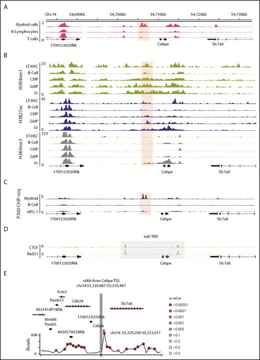 Figure 1. Genomic region 6 kb downstream of Cebpe TSS has properties of an enhancer. (A) Publically available DNase I hypersensitive sites sequencing data for 416B myeloid cells, B lymphocytes, and T cells show that a region +6 kb from Cebpe TSS (region encompassing the +6-kb enhancer has been highlighted) is an open chromatin specifically in myeloid cells.25 (B) Comparison of H3K4me1, H3K27ac, and H3K4me3 ChIP-seq signal in murine long-term hematopoietic stem cells (LT-HSC), B cells, common myeloid progenitors (CMP), granulocyte monocyte progenitors (GMP), and granulocytes (Gr).26 (C) IGV tracks depict P300 ChIP-seq in 416B myeloid cells, B cells, and a hematopoietic progenitor cell line (HPC-7).28-30 (D) +6-kb region is enclosed within a sub-TAD (shaded area), marked by CTCF and Rad21 binding in in vitro–differentiated ECOMG cells.31 (E) 4C-seq profile of murine bone marrow cells reveals strong interaction of the +6-kb enhancer with a region encompassing the Cebpe promoter (chr14: 55 330 487-55 335 487 mm9). Viewpoint region is the shaded area. Circles represent significant interactions detected in our 4C-seq experiments.