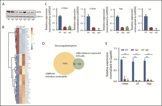 Figure 2. +6-kb enhancer regulates expression of Cebpe in murine myeloid cells. (A) Immunoblot with protein lysates from 32D cells stably transduced with empty vector (EV) or vector expressing dCas9-KRAB and sgRNAs targeting the +6-kb enhancer (sg1-6). Levels of α-tubulin (TUBA1A) were used as loading control. (B) Heat map shows genes that are significantly upregulated or downregulated in 32D cells stably expressing dCas9-KRAB-sg2 (sg2) or dCas9-KRAB-sg5 (sg5) compared with EV. (C) qRT-PCR validation of RNA-sequencing data for selected myeloid-specific genes downregulated in sg2- and sg5-transduced cells. (D) Venn diagram depicts the number of genes commonly downregulated between dCas9-KRAB sg2- and sg5-transduced 32D cells and immature neutrophils from Cebpe-KO mice. (E) qRT-PCR for Cebpe and its target genes (Ltf and Ngp) following G-CSF treatment of EV-, sg2-, and sg5-transduced 32D cells. Y-axis represents relative expression of genes normalized to Gapdh. **P < .01, *P < .05.