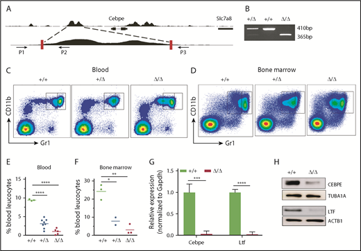 Figure 3. Δ+6 kb enh mice have a complete block in terminal granulopoiesis. (A) Genotyping primers flanking the guide RNA target sequences (red rectangles) generate an amplicon of 410 bp from the WT allele (P1/P2) and an amplicon of 365 bp from the targeted allele (P1/P3). (B) Representative PCR analysis shows genotyping of WT mice (+/+), heterozygous Δ+6 kb enh mice (+/Δ), and homozygous Δ+6 kb enh mice (Δ/Δ). Representative flow cytometric analysis of peripheral blood (C) and bone marrow (D) of WT, heterozygous, and homozygous Δ+6 kb enh mice using granulocyte-specific markers (Gr1 and CD11b). Proportion of mature granulocytes in peripheral blood (E) and bone marrow (F) of WT, heterozygous, and homozygous mice. qRT-PCR (G) and immunoblot (H) for Cebpe and Ltf expression in WT (+/+) and Δ+6 kb enh mice (Δ/Δ). ****P < .0001, ***P < .001, **P < .01, *P < .05.