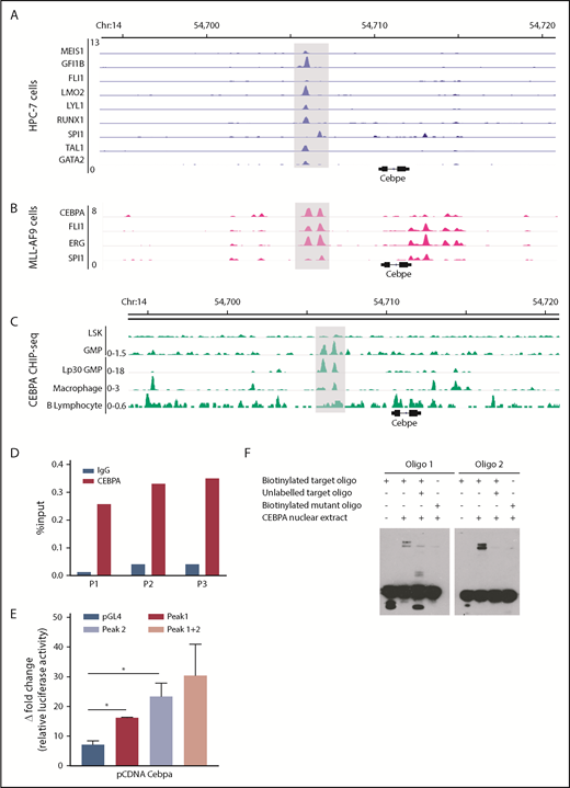Figure 4. Multiple hematopoietic TFs bind the +6-kb enhancer. (A) ChIP-seq tracks for TFs occupying the +6-kb enhancer region in a hematopoietic progenitor cell line (HPC-7).32 (B) ChIP-seq peaks for CEBPA, FLI1, ERG, and SPI1 at the +6-kb enhancer in sorted GMP cells from mice expressing MLL-AF9 in hematopoietic cells.28 (C) ChIP-seq for CEBPA in different murine hematopoietic cells (region encompassing the +6 kb region has been highlighted). Lp30 GMP, GMPs isolated from mice transplanted with fetal liver from Lp30 mice.34-36 (D) ChIP-qPCR shows enrichment of CEBPA binding within the +6-kb enhancer using 3 primer pairs (P1-P3). (E) Luciferase reporter assay. The +6-kb enhancer sequence was amplified into 3 fragments (peak 1: 0-570 bp, peak 2: 571-1240 bp, and peaks 1+2: 0-1240 bp) and cloned into pGL4–basic vector. Results represent fold induction of relative luciferase activity after normalization to Renilla control in 2 independent experiments, each done in triplicates. (F) EMSA was performed with oligonucleotide (oligo) sequences located within the +6-kb enhancer region. Biotin-labeled target and mutant oligonucleotides were mixed with protein extracts from 293T cells transfected with an empty vector or an expression vector for CEBPA. The reaction mixtures were resolved on native 10% polyacrylamide–TBE gel. Cold competition was carried out with 100-fold molar excess of unlabeled oligo. *P < .05.