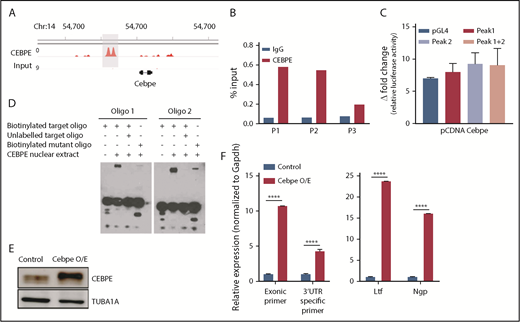 Figure 5. CEBPE binds the +6-kb enhancer and autoregulates its expression. (A) ChIP-seq track depicting occupancy of CEBPE at the +6-kb enhancer in murine bone marrow cells.37 (B) ChIP-qPCR shows enriched binding of CEBPE at the +6-kb enhancer. Three primer pairs were used for PCR analysis. Luciferase reporter assay (C) and EMSA (D) were performed with lysates from CEBPE-expressing cells with target and mutant oligonucleotides (oligos) as described for Figure 4E and 4F. (E) Immunoblot for CEBPE expression in 32D cells stably transduced with lentivirus expressing murine Cebpe (Cebpe O/E). α-Tubulin was used as an endogenous control. (F) qRT-PCR for Cebpe expression in control and Cebpe O/E 32D cells (left panel). Two primer pairs were used: exonic primers that detect total Cebpe transcript levels and 3′-UTR–specific primers that exclusively detect endogenous Cebpe transcripts. qRT-PCR for Ltf and Ngp expression in control and Cebpe O/E 32D cells (right panel). Y-axis represents relative expression of genes normalized to Gapdh. ****P < .0001.