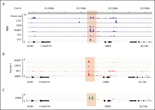 Figure 6. Genomic region 7 kb downstream of human CEBPE TSS is orthologous to the murine +6-kb enhancer. (A) Analysis of publicly available data reveals an open chromatin region 7 kb downstream of CEBPE TSS that is also flanked by CTCF binding and enriched for P300 signal in NB4 cells.27 The region also harbors binding of hematopoietic TFs RUNX1, FLI1, and LYL1 (highlighted). (B) ChIP-seq tracks for TFs occupying the +7-kb region in Kasumi-1 cells (highlighted).38,39 (C) ChIP-seq track depicts occupancy of CEBPE at the +7-kb region in NB4 cells (highlighted).
