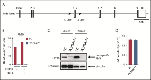 Figure 1. Targeting of the Phf6 gene in the hematopoietic system. (A) Gene-targeting strategy for the Phf6 gene. (B) RT-qPCR analysis of Phf6 in CD150+CD34−LSK HSCs and CD150+CD34+LSK multipotent progenitors. Hprt1 was used to normalize the amount of input RNA. Data are shown as the mean plus or minus standard error of the mean (SEM) (n = 3). The significance of differences relative to WT is shown. *P < .05, **P < .01, ***P < .001 by the Student t test. (C) Western blot analysis of the spleen and thymus. Vinculin was used as a loading control. (D) Total BM cell numbers of the bilateral pairs of femurs and tibiae at 12 weeks of age.