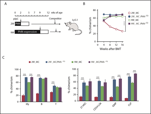 Figure 3. Cycling HSCs are sensitive to the loss of Phf6. (A) Strategy for competitive repopulating assays using the Mx1-Cre system. Mx1-Cre;Phf6wt/y and Mx1-Cre;Phf6fl/y mice were injected with pIpC at 2 or 9 weeks of age and BM cells were harvested for competitive transplantation at 5 or 12 weeks of age, respectively. CD45.2 BM cells (5 × 106) were transplanted into lethally irradiated CD45.1 recipient mice along with the same number of CD45.1 WT BM cells. (B) The chimerism of CD45.2 donor cells in PB after transplantation (n = 5 or 6). (C) The chimerism of My, B-, and T-cell lineages in PB and those of HSCs and progenitors 16 weeks after transplantation are shown (n = 5 or 6). Data are shown as the mean plus or minus SEM. *P < .05, **P < .01, ***P < .001 by the Student t test.