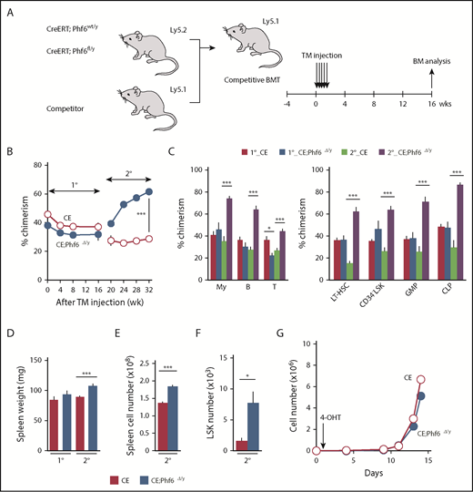 Figure 4. Deletion of Phf6 in steady-state hematopoiesis. (A) Competitive reconstitution assays using the CreERT system. BM cells from 8-week-old CreERT and CreERT;Phf6fl/y mice were transplanted into lethally irradiated recipient mice with the same number of competitor BM cells (5 × 106 cells). Four weeks after transplantation, recipient mice were injected with tamoxifen (TM) for 5 consecutive days. Serial transplantations were performed as described in Figure 2E. PB analyses were performed every 4 weeks and a BM analysis was performed 16 weeks after the tamoxifen injection. (B) The chimerism of CD45.2+ donor-derived cells in the PB of recipient mice is shown (n = 5 or 6). (C) The chimerism of My, B-, and T-cell lineages in PB and those of HSCs and progenitors at 16 and 32 weeks after 1° transplantation are shown (n = 5 or 6). (D-F) Spleen weight (D), spleen cell number (E), and the number of LSK cells in the spleen (F) 16 and 32 weeks after 1° transplantation are shown (n = 5). (G) Growth of CE and CE;Phf6Δ/y CD150+CD34−LSK HSCs in vitro. Freshly sorted HSCs were cultured under HSC culture conditions (SCF+TPO) for 14 days (n = 3). During the culture, cells were treated with 200 nM 4-hydroxytamoxifen (4-OHT) for 16 hours from 24 hours after cell sorting to induce the CreERT-mediated excision of Phf6. Data are shown as the mean plus or minus SEM. *P < .05, **P < .01, ***P < .001 by the Student t test.