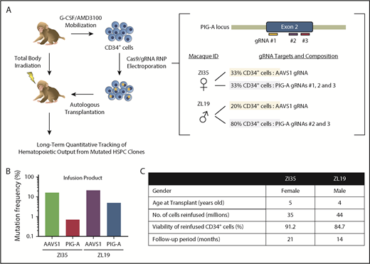 Figure 1. CRISPR/Cas9 gene editing and autologous transplantation of RMs. (A) Schematic diagram of an RM CRISPR/Cas9 gene editing/autologous transplantation model. RM HSPCs were mobilized into the blood with granulocyte colony-stimulating factor (G-CSF) and plerixafor (AMD3100). CD34+ cells were electroporated with ribonucleoprotein (RNP) complexes containing gRNAs targeting either a PIG-A exon or the AAVS1 safe harbor site and Cas9 protein. Edited cells were reinfused into the autologous macaque after total body irradiation. Long-term tracking of mutated cells was performed by targeted deep sequencing and flow cytometry. (B) Before transplantation, initial editing efficiency of PIG-A and AAVS1 in an infusion product was determined in both RMs by targeted deep sequencing. (C) Transplantation characteristics of RMs included in the study.