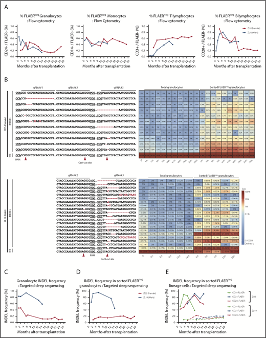 Figure 2. Long-term quantitative tracking of PIG-A–mutated clones by flow cytometry and deep sequencing. (A) Fraction of FLAER– granulocytes, monocytes, T cells, and B cells over time posttransplantation in ZI35 and ZL19 monitored by flow cytometry. (B) Deep sequencing of gRNA target sites within PIG-A exon 2 was performed to quantitate indel frequency and identify individual indel types in total granulocytes and sorted FLAER– granulocytes. Heatmap shows the actual sequences retrieved from ZI35 (top) and ZL19 (bottom), with each row representing a different allele and each column representing a time point. The fractional contribution of individual indels to each sample is represented as a color gradient. Indels are indicated by a red font, and expected Cas9 cut site and protospacer adjacent motif (PAM) are shown in the bottom wild-type (WT) sequence. The fraction of alleles with indels in the 20-bp window surrounding the gRNA target site at the PIG-A exon 2 in total granulocytes (C) and sorted FLAER– granulocytes (D) from ZI35 and ZL19 plotted over time. (E) Targeted deep sequencing of PIG-A exon 2 in ZI35 and ZL19 was performed in FLAER– blood cells from the following lineages over time; monocytes, CD3+ T cells, and CD20+ B cells. The percentage of indels at the target site is shown. IP, infusion product.