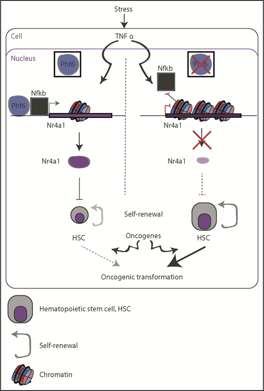 Schematic representation of the suggested function of PHF6 in restricting the self-renewal capacity of HSCs (left) and how it can go awry in PHF6-mutant backgrounds (right). Lack of PHF6 could be exploited by oncogenic transcription factors, such as NOTCH1 and TLX3, to promote oncogenesis (bottom).
