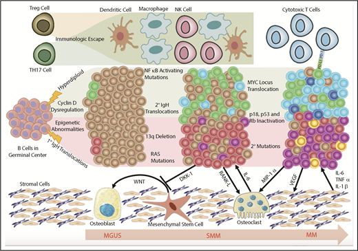 Figure 1. Model of clonal evolution. Myelomagenesis is hypothesized to begin with an initiating event in a germinal center B cell that differentiates into a defected PC carrying chromosomal aberrations and gene-expression and epigenetic signatures that separate it from benign PCs. In the progression from MGUS to SMM, the defected PC clone acquires additional chromosomal aberrations and genetic mutations. This is accompanied by a permissive microenvironment in the BM niche that involves bidirectional crosstalk between the malignant clones and surrounding cells that induces immune suppression and clonal expansion to overt MM. MIP-1α, macrophage inflammatory protein 1α; Rb, retinoblastoma protein; TH17, T helper 17; TNFα, tumor necrosis factor α; VEGF, vascular endothelial growth factor.