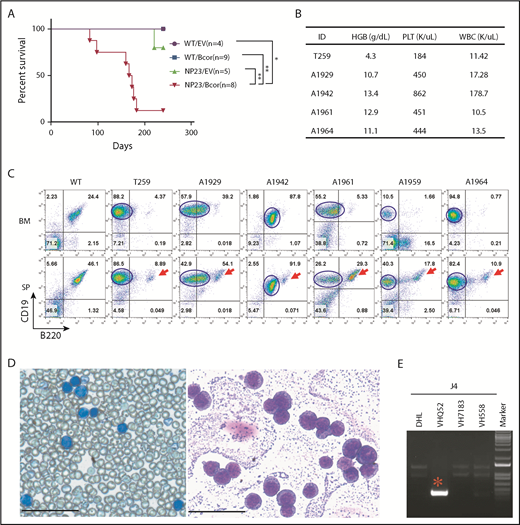 Figure 1. Introduction of Bcor frameshift mutations with CRISPR/Cas9 lead to pro-B1 ALL in NP23 HSPCs. (A) Survival curve for recipient mice transplanted with WT/EV, WT/Bcor sgRNA1 (Bcor), NP23/EV, and NP23/Bcor lin− BM or FL cells. Survival curve represents pooled results from 6 experiments and includes recipients of transduced cells (defined as GFP PCR+ and >1% CD45.2+ at 1 month posttransplantation). P value is indicated (log-rank Mantel-Cox test), *P < .05; **P < .01. (B) Complete blood count (CBC). (C) Flow cytometry of BM and spleen from mice WT, T259, A1929, A1942, A1961, A1959, and A1964 stained with B220, CD19, and CD45.2 antibodies. Red arrow indicates residual normal B cells; blue line outlines the malignant pro-B1 population. Expression of B220 and CD19 were analyzed by gating CD45.2+ live cells in the A1929, A1942, and A1961 mice, whereas the expression of B220 and CD19 were analyzed by gating live cells in the T259, A1959, and A1964 mice. (D) May-Grunwald Giemsa–stained peripheral blood (left) and BM cytospin (right) from mouse T259. Scale bars, 50 μm. (E) Igh DJ and VDJ rearrangement assay for the malignant cells of T259. *Clonal Igh rearrangement. HGB, hemoglobin; PLT, platelet; SP, spleen; WBC, white blood cell.