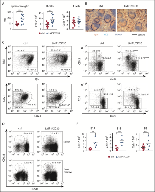 Figure 2. Constitutive CD30 expression in B cells leads to the expansion of B1 cells and PCs. (A) Splenic weights and absolute splenic B- and T-cell numbers from LMP1/CD30 mice and controls (ctrl) age 8 to 12 weeks are shown. (B) Splenic sections from LMP1/CD30 and ctrl mice were stained for immunoglobulin M (IgM; brown/red), CD3 (light blue), and MOMA-1 (dark blue) to visualize B cells, T cells, and metallophilic macrophages, respectively. Slides were analyzed with an Axioskop (Zeiss) with a Zeiss Plan NEOFLUAR (objective 10×/0.3). Images were obtained with an AxioCam MRc5 digital camera in combination with AxioVision rel.4.6.3.0 software (Carl Zeiss MicroImaging GmbH, Jena, Germany). (C) Splenic B lymphocytes (CD19+) were analyzed for the expression of IgM/IgD, distribution of follicular B cells (CD21intCD23+) and marginal zone B cells (CD21highCD23low), distribution of B1 (CD43+CD23low) and B2 (CD43−CD23+) cells, and distribution of B1a (CD5+B220low), B1b (CD5lowB220low), and B2 (B220+CD5low) by flow cytometry (n ≥ 6). (D) Flow cytometric analysis of splenic and bone marrow lymphocytes stained for PCs (B220−/lowCD138+). Cells were pregated using a large lymphocyte gate (n ≥ 6). Numbers in the fluorescence-activated cell sorting plots indicate the mean and standard deviation values of the percentages of the gated populations. (E) Total numbers of B lymphocytes (CD19+) in the PerC were counted and calculated based on their staining: B1a (CD5+B220low), B1b (CD5lowB220low) and B2 (CD5lowB220+). B cells from LMP1/CD30 mice were gated on hCD2. Data were collected from 8- to 16-week-old mice. *P < .05, **P < .01, ***P = .001, ****P < .0001.