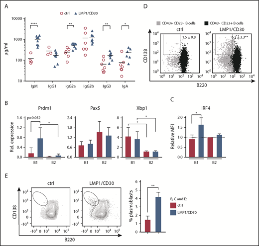 Figure 3. Constitutive CD30 expression expands PCs in vivo and in vitro. (A) Serum concentrations of total immunoglobulins of the indicated isotypes were determined by enzyme-linked immunosorbent assay. Horizontal bars represent mean values. (B) Quantitative reverse transcription polymerase chain reaction analysis showing the relative expression of Prdm1 (BLIMP1), Xbp1, and Pax5 in CD43+CD23low B1 vs CD43−CD23+ B2 cells from control (ctrl) and LMP1/CD30 mice. Expression was standardized to the housekeeping gene Ywhaz. (C) Relative mean fluorescence intensity (MFI) of IRF4 in B1 (CD43+CD23low) and B2 cells (CD43−CD23+) from LMP1/CD30 and ctrl mice. Relative MFIs were related to the MFI of ctrl B2 cells, which was set as 1. Data are from 3 independent experiments. (D) B1 (CD43+CD23low) and B2 cells (CD43−CD23+) were analyzed for their CD138/B220 expression and shown as an overlay (n ≥ 4). (E) B1 cells (CD43+CD23low) were sorted and reanalyzed as described in supplemental Figure 6. CD138+B220low cells were excluded in the sorted population. After sorting, B1 cells (CD138−CD43+CD23low) were cultivated without stimulation for 3 days and subsequently analyzed for their CD138/B220 expression. The dot plots show the gating strategy, and the graph compiles data of percentages of CD138highB220low cells from the indicated genotypes from 3 independent experiments. *P < .05, **P < .01, ****P < .0001. ns, not significant.