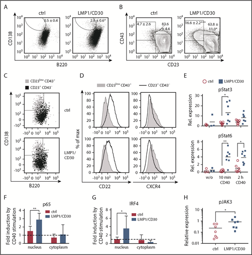 Figure 4. Increased PC differentiation of B2 cells upon CD40 stimulation. (A-B) Sorted splenic B2 cells (CD23+CD43−) from LMP1/CD30 and control (ctrl) mice were stimulated with anti-CD40 antibody for 3 days and analyzed for their B220/CD138 and CD43/CD23 surface expression. Sorting strategy and purity of the sorted B2 cells are shown in supplemental Figure 7A. Numbers in the fluorescence-activated cell sorting (FACS) plots indicate mean and standard deviation values of the percentages of gated populations in different FACS analyses. (C) CD23lowCD43+ and CD23+CD43− cells were gated as shown in panel B. B220/CD138 staining of CD23lowCD43+ and CD23+CD43− cells is shown as an overlay (n ≥ 3). (D) Histograms show overlays of CXCR4 and CD22 surface expression of CD23lowCD43+ and CD23+CD43− cells from ctrl and LMP1/CD30 mice. (E) Determination of phosphorylated STAT6 (pSTAT6) and pSTAT3 levels in nuclear extracts of splenic B cells stimulated with an anti-CD40 antibody for the indicated time points. Splenic B cells were purified by MACS using magnetic beads binding to CD43 to remove most of the B1 cells. Protein levels were analyzed and quantified using the WES separation system and software. Determination of p65 (F) and IRF4 (G) in cytoplasmic and nuclear extracts from the indicated genotypes. B cells purified by CD43 depletion were stimulated for 10 minutes with anti-CD40 antibody. Protein levels of p65 and IRF4 were analyzed and quantified using the WES separation system and software. For each mouse, the value after stimulation was standardized with the corresponding unstimulated value (n ≥ 5). (H) pJAK3 levels were analyzed in the cytoplasm of unstimulated splenic B lymphocytes. *P < .05, **P < .01, ***P = .001.