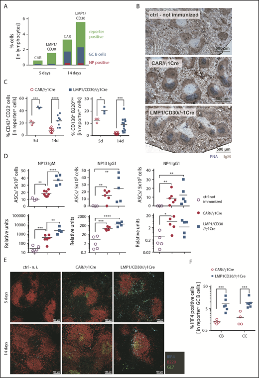Figure 6. CD30 signaling enhances PC differentiation upon TD immunization with NP-CGG. (A) Displayed are the percentages of reporter-positive lymphocytes, CD38lowCD95high reporter-positive GC B cells, and NP+ reporter-positive GC B cells in LMP1/CD30//γ1-Cre mice and CAR//γ1-Cre upon NP-CGG immunization at the indicated time points. Gating strategy of reporter-positive lymphocytes, GC B cells, and NP+ GC B cells, as well as graphs compiling values of different experiments including the statistics, is shown in supplemental Figure 10A-C. (B) GCs were clearly visible 14 days after immunization with NP-CGG in LMP1/CD30//γ1-Cre and CAR//γ1-Cre mice. Splenic sections from these mice as well as from unimmunized control (ctrl) mice were stained for GC B cells (PNA; blue) and IgM+ cells (IgM; brown). Slices were analyzed as described in Figure 2B. (C) Left graph shows the percentages of CD23lowCD43+ cells within the fraction of reporter-positive (CAR+, hCD2+) lymphocytes 5 and 14 days postimmunization in LMP1/CD30//γ1-Cre (hCD2+) and CAR//γ1-Cre (CAR+) mice. Right graph shows the percentages of CD138+B220low PBs and PCs in the fraction of reporter-positive (CAR+, hCD2+) lymphocytes. Corresponding gating strategies are shown in supplemental Figure 11A. (D) Upper row: NP-IgM as well as total (NP13) and high-affinity (NP4) NP-specific IgG1-secreting PCs were determined by ELISpot analysis 14 days postimmunization using splenocytes from the 2 genotypes. Lower row: serum titers of the indicated antibodies were measured by ELISA 14 days after immunization with NP-CGG. (E) Splenic sections from LMP1/CD30//γ1-Cre and CAR//γ1-Cre mice 5 and 14 days after immunization with NP-CGG and unimmunized (n.i.) ctrl mice were stained for GC B cells (GL7; green), B cells (B220; red), and PBs (IRF4; cyan). Images of immunofluorescences were obtained with the Leica TCS SP5 II with an 8-kHz resonant scanner and HCX PL APO CS 20× objective and LAS AF software. (F) Percentage of IRF4+ cells in the fraction of reporter-positive centroblasts (CBs) (CXCR4highCD86low) and CCs (CXCR4lowCD86high) was determined 14 days postimmunization. Graph compiles the percentages of IRF4+ cells in CBs and CCs from different experiments. Gating strategy of reporter+ CB and CC as well as IRF4+ cells is shown in supplemental Figure 12B. *P < .05, **P < .01, ***P = .001, ****P < .0001.
