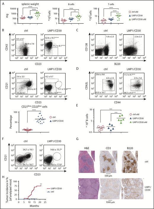 Figure 7. Lymphomas with a B1-like phenotype arise in the spleen and PerC of aged LMP1/CD30 mice. (A) Splenic weights and B- and T-cell numbers in the spleen of aged LMP1/CD30 mice compared with old control (ctrl) mice and young LMP1/CD30 mice. (B) Representative flow cytometric analyses of splenic B cells (CD19+) for CD43/CD23 and CD21/CD23 surface expression. Graph compiles the percentages of the CD21lowCD23low population of aged mice. (C) Flow cytometric analysis of splenic B cells to determine the percentage of PCs (B220lowCD138+). Numbers represent means and standard deviations (SDs). (D) T cells in the spleen of aged mice were analyzed to determine the percentages and SDs of naïve T cells (CD62LhighCD44low), central memory T cells (CD62LhighCD44high), and effector memory T cells (CD62lowCD44+). (E) Diagram showing total B-cell numbers in the PerC. (F) Flow cytometric analysis of the CD21lowCD23low population in blood B lymphocytes (CD19+). Numbers in the fluorescence-activated cell sorting plots indicate mean and SD values of the percentages of the gated populations. (G) Hematoxylin and eosin staining as well as anti-B220 (B cells) and anti-CD3 (T cells) immunohistochemistry of spleen sections of an aged ctrl and LMP1/CD30 mouse. Sections were scanned with an AxioScan.Z1 digital slide scanner (Zeiss, Jena, Germany) equipped with a 20× magnification objective (EC Plan-Neofluar 20×/0.50; Zeiss) and a Hitachi HV-F202SCL 3CCD camera. Imaging acquisition was performed using ZEN 2.3 SP1 blue edition imaging software (Zeiss) and NetScope Viewer Pro (Net-Base Software GmbH, Freiburg, Germany). (H) Kaplan-Meier curve of lymphoma development in LMP1/CD30 mice. Significance of lymphoma development was calculated by the log-rank (Mantel-Cox) test. *P < .05, **P < .01, ***P = .001, ****P < .0001.