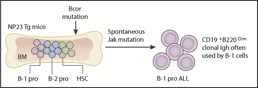Yin et al engineered a Bcor mutation in BM cells or fetal liver cells from NP23 Tg mice and injected them into lethally irradiated mice. All the recipient mice developed leukemia with B-1 progenitor phenotype and the same Igh usage with B-1 cells. B-1 pro, B-1 progenitors; B-2 pro, B-2 progenitors.