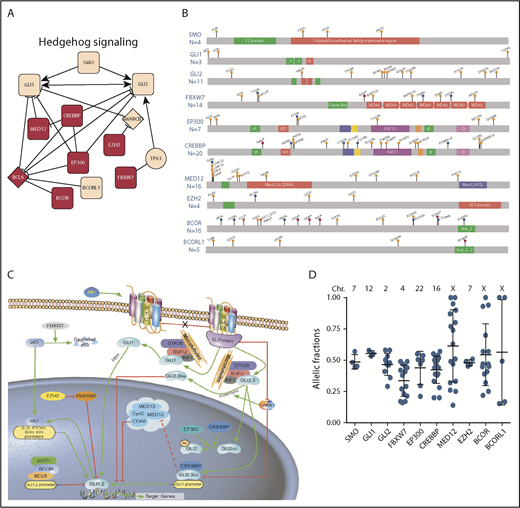 Figure 2. Hh-pathway genes and their deleterious mutations observed in 841 patients with CLL. (A) Reactome FI Network of Hh signaling pathway identified. Mutated genes (circle shape); genes involved in >1 pathway (red); genes connected but not mutated (diamond shape); and genes found mutated in this study (square shape). Extracted FIs involved in activation, expression regulation, or catalysis are shown with an arrowhead on the end of the line; FIs involved in inhibition are shown with a 'T' bar. (B) Localization and type of 100 deleterious mutations in genes affecting Hh signaling pathway: missense mutations are represented by orange circles, and frameshift and nonsense mutations are represented by blue and red circles, respectively. Two splicing mutations in MED12 and FBXW7 are not included in this figure. Each circle represents a unique mutation; for mutations recurring in >1 individual, the number of individuals is indicated in parentheses. The number of mutations for each gene is indicated below each gene name. (C) Schematic representation of Hh-pathway genes found to be mutated in this cohort as well as in other hematologic diseases. Activation is indicated by green arrows and inhibition by red crossbars. Dashed red crossbar indicates that MED12 inhibition by GLI3 has been reported by Zhou et al66 while MED12 inhibition by GLI2 is postulated by similarity. The image was modified from Qiagen’s original copyrighted image by Emanuela M. Ghia. The original image may be found at https://www.qiagen.com/us/shop/genes-and-pathways/pathway-details/?pwid=220. Please see the Qiagen website for the full terms of use. (D) Allelic fractions of each deleterious mutation observed in Hh-pathway genes are indicated by blue dots. The allelic fraction mean ± standard deviation about the mean, for each gene, are indicated in black. The chromosome location of each gene is indicated above the graph.