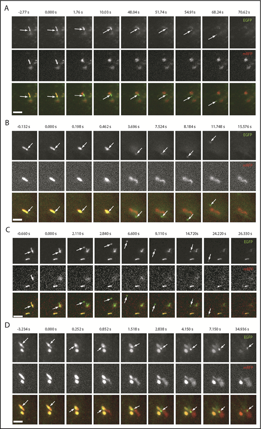 Figure 7. WPB EGFP-CD63 microdomains are secreted as discrete particles during exocytosis. (A-D) Examples of image montages taken from dual-color live-cell videos (supplemental Videos 8-11, respectively) of WPBs containing EGFP-CD63 (top panels; green in color merge) and VWFpp-mRFP (middle panels) prior to (frame 1) and during (frames 2-9) exocytosis evoked by histamine stimulation (100 µM). Scale bars, 2 µm. In each case, the WPB indicated by the arrow undergoes a morphological transition from rod to spheroid shape, accompanied by expulsion of VWFpp-EGFP and release of the EGFP-CD63 ILV as a discrete particle. (A-C) The EGFP-CD63 particle diffuses out of the field of view. (D) The particle remains trapped within the patch of secreted VWF. Images were acquired sequentially on a wide-field microscope equipped with an Olympus UPLSAPO 100× 1.4NA objective, an OptoLED epifluorescence excitation system, and an Andor iXon3 EMCCD camera operating at 30 frames per second.