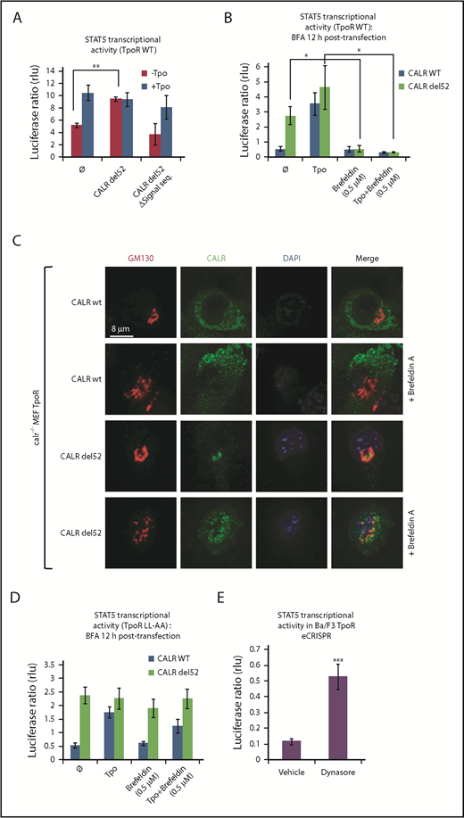 Figure 1. Traffic through the secretory pathway is required for TpoR activation by CALR del52. (A) CALR del52 mutant lacking the signal peptide does not activate STAT5 transcriptional activity in γ2A cells via TpoR. (B) Blocking the anterograde secretion pathway by BFA treatment of 16 hours (started 12 hours after transfection) leads to a complete inhibition of STAT5 transcriptional activity via WT TpoR in transfected γ2A cells. (C) Confocal analysis confirmed that 16 hours of BFA treatment of mouse embryo fibroblasts knock out for Calr and stably transduced with CALR variants and TpoR redistributes CALR del52 to the ER. (D) BFA treatment 12 hours posttransfection (for 16 hours) does not block activation of TpoR LL-AA by CALR del52 or Tpo, as assessed by STAT5 transcriptional activity in transfected γ2A cells. (E) Treatment of Ba/F3 TpoR eCRISPR/CALRdel52 with Dynasore hydrate (50 μM), which blocks endocytosis, increases STAT5 transcriptional activity. Shown are averages of 3 independent experiments each with 2 to 3 biological replicates. Statistical analysis (jmp pro12) was performed by using the nonparametric multiple comparisons Steel test with a control group (A-B) or by the unpaired nonparametric 2-tailed Student t test (E).